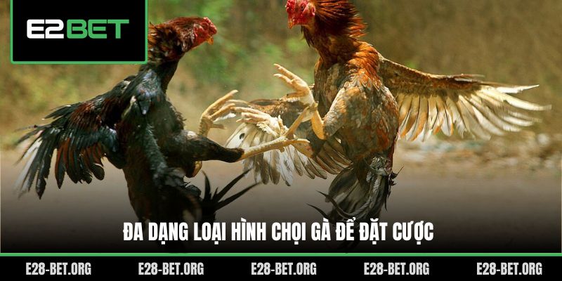 Đa dạng loại hình chọi gà để đặt cược