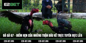 Đá Gà 67 - Điểm Hẹn Của Những Trận Đấu Kê Trực Tuyến Rực Lửa