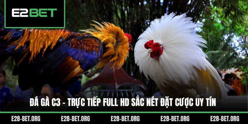 Đá Gà C3 - Trực Tiếp Full HD Sắc Nét Đặt Cược Uy Tín