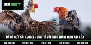 Đá Gà Cựa Sắt E28bet - Giải Trí Với Hàng Trăm Trận Nảy Lửa