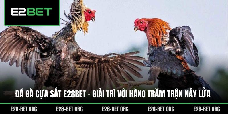Đá Gà Cựa Sắt E28bet - Giải Trí Với Hàng Trăm Trận Nảy Lửa