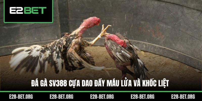 Đá gà SV388 cựa dao đầy máu lửa và khốc liệt