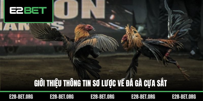 Giới thiệu thông tin sơ lược về đá gà cựa sắt