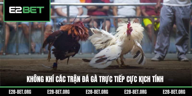 Không khí các trận đá gà trực tiếp cực kịch tính
