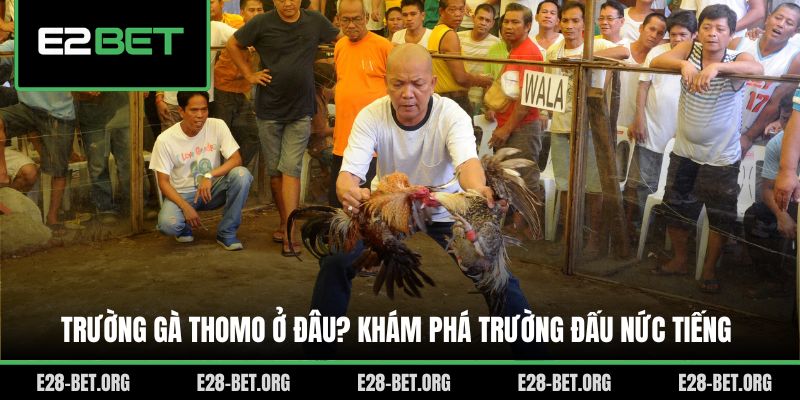 Trường Gà Thomo Ở Đâu? Khám Phá Trường Đấu Nức Tiếng
