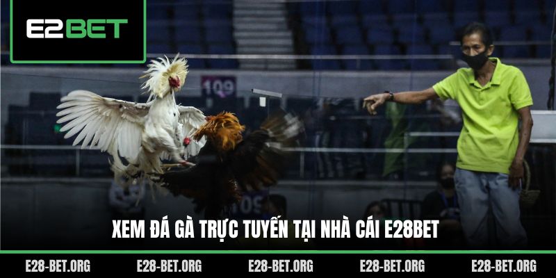 Xem đá gà trực tuyến tại nhà cái E28bet